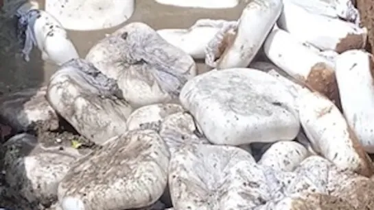 Bhavnagar ના સિહોરમાં નકલી માવાની ફેક્ટરી ઝડપાઈ – 1220 કિલોનો જથ્થો જપ્ત